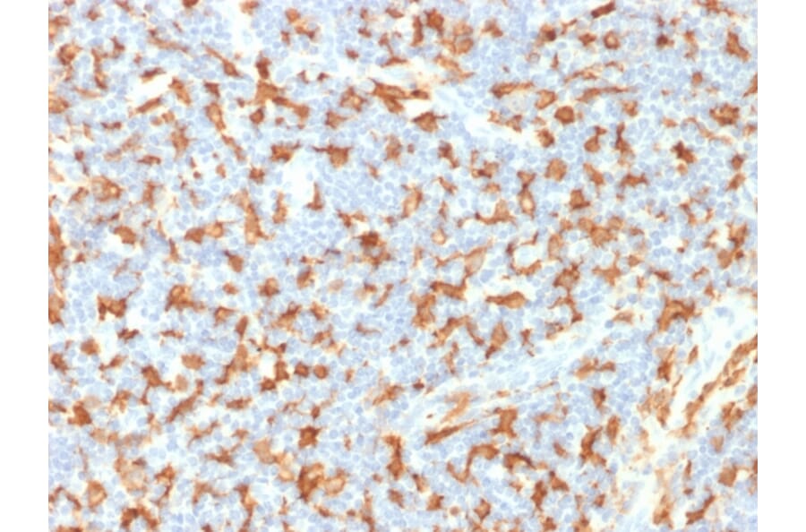 Immunohistochemistry - Anti-Iba1 Antibody [AIF1/1909] (A248417) - Antibodies.com