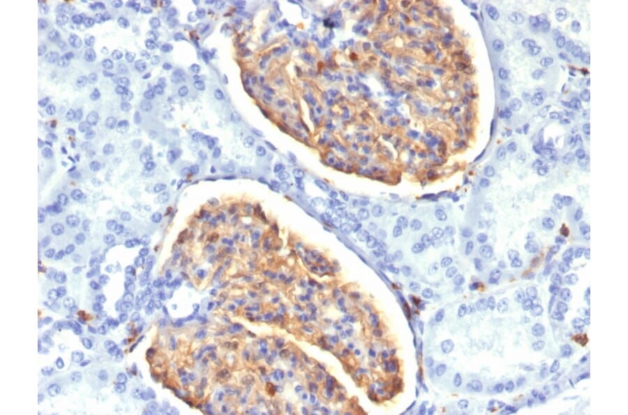 Immunohistochemistry - Anti-Iba1 Antibody [AIF1/1909] (A248417) - Antibodies.com