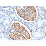 Immunohistochemistry - Anti-Iba1 Antibody [AIF1/1909] (A248417) - Antibodies.com