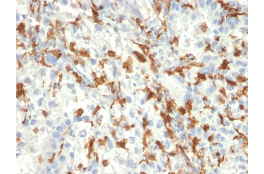 Immunohistochemistry - Anti-Iba1 Antibody [AIF1/2493] (A248418) - Antibodies.com