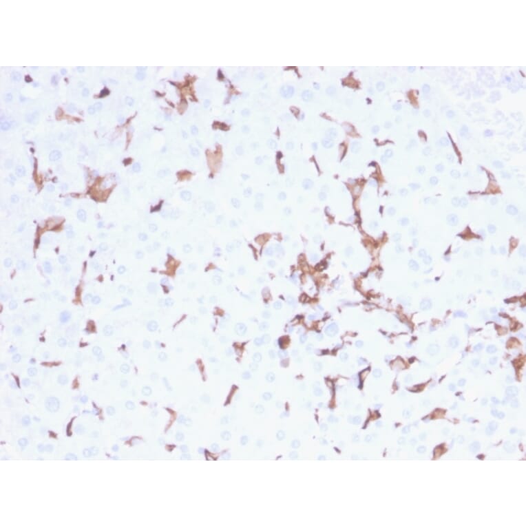 Immunohistochemistry - Anti-Iba1 Antibody [AIF1/2493] (A248419) - Antibodies.com