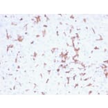 Immunohistochemistry - Anti-Iba1 Antibody [AIF1/2493] (A248419) - Antibodies.com