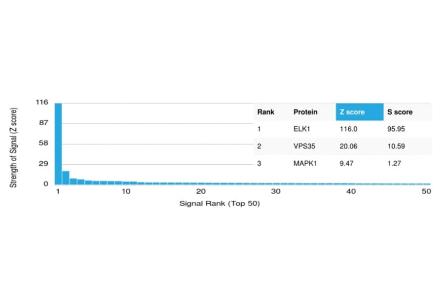 Protein Array - Anti-ELK1 Antibody [PCRP-ELK1-1B9] (A248419) - Antibodies.com