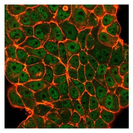 Immunofluorescence - Anti-ELK1 Antibody [PCRP-ELK1-1D9] (A248421) - Antibodies.com