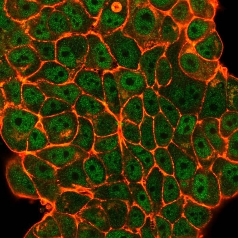 Immunofluorescence - Anti-ELK1 Antibody [PCRP-ELK1-1D9] (A248421) - Antibodies.com