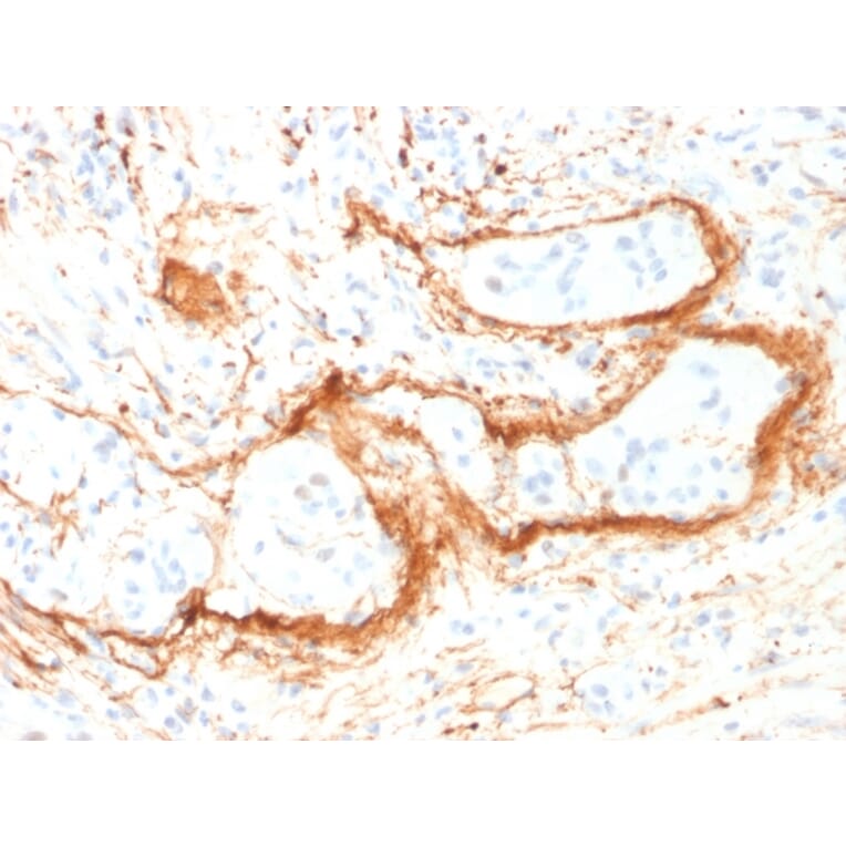 Immunohistochemistry - Anti-Elastin Antibody [ELN/1981] (A248422) - Antibodies.com