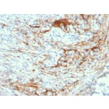 Immunohistochemistry - Anti-Elastin Antibody [ELN/3131R] (A248424) - Antibodies.com