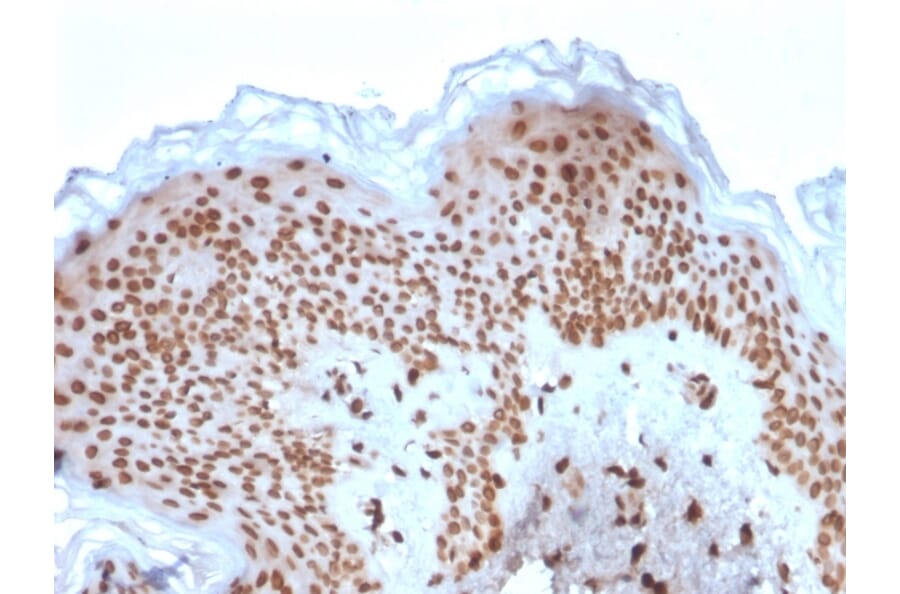 Immunohistochemistry - Anti-Emerin Antibody [EMD/2167] (A248425) - Antibodies.com