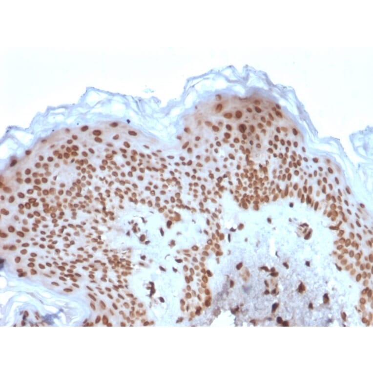 Immunohistochemistry - Anti-Emerin Antibody [EMD/2167] (A248425) - Antibodies.com