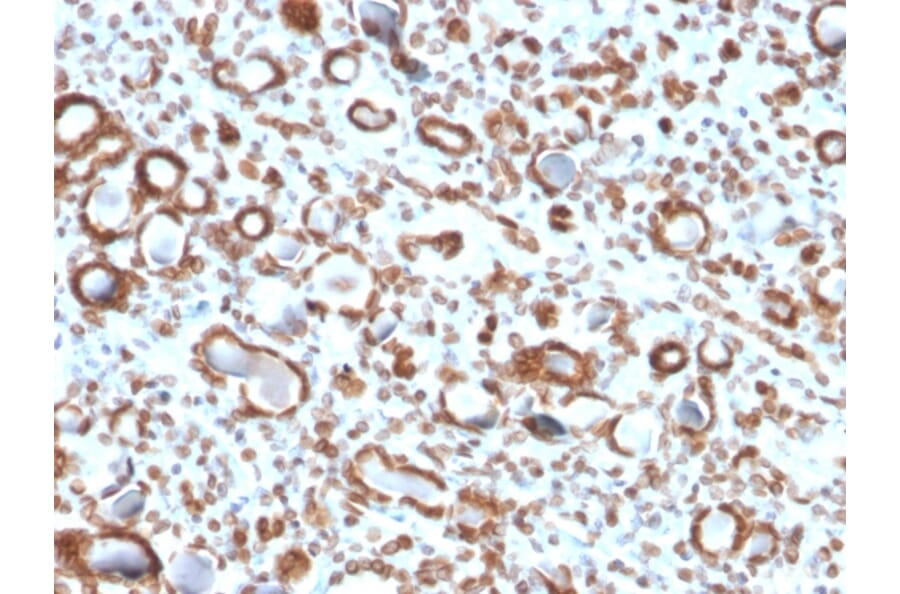 Immunohistochemistry - Anti-Emerin Antibody [EMD/2167] (A248425) - Antibodies.com