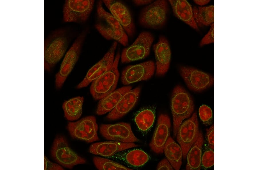 Immunofluorescence - Anti-Emerin Antibody [EMD/2167] (A248425) - Antibodies.com