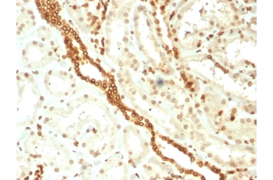 Immunohistochemistry - Anti-Emerin Antibody [EMD/2168] (A248426) - Antibodies.com