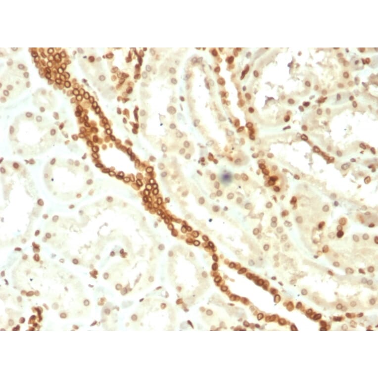 Immunohistochemistry - Anti-Emerin Antibody [EMD/2168] (A248426) - Antibodies.com