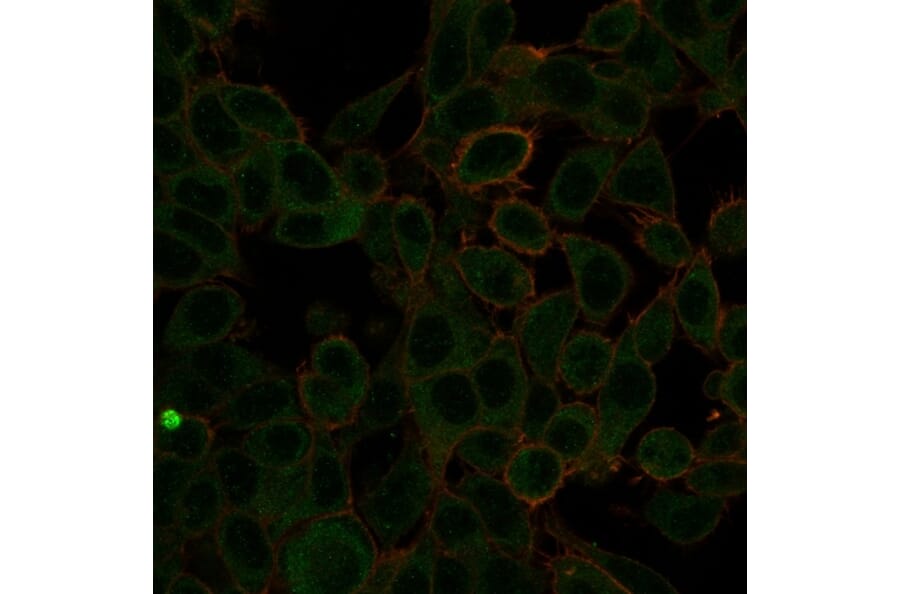 Immunofluorescence - Anti-ZBTB7C Antibody [PCRP-ZBTB7C-4E12] (A248427) - Antibodies.com
