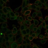Immunofluorescence - Anti-ZBTB7C Antibody [PCRP-ZBTB7C-4E12] (A248427) - Antibodies.com