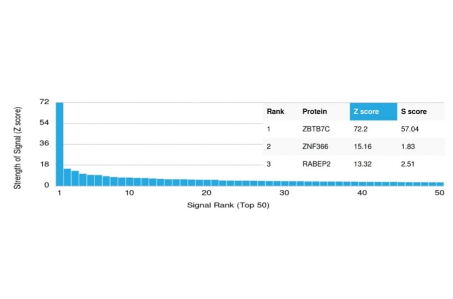 Protein Array - Anti-ZBTB7C Antibody [PCRP-ZBTB7C-4E12] (A248426) - Antibodies.com