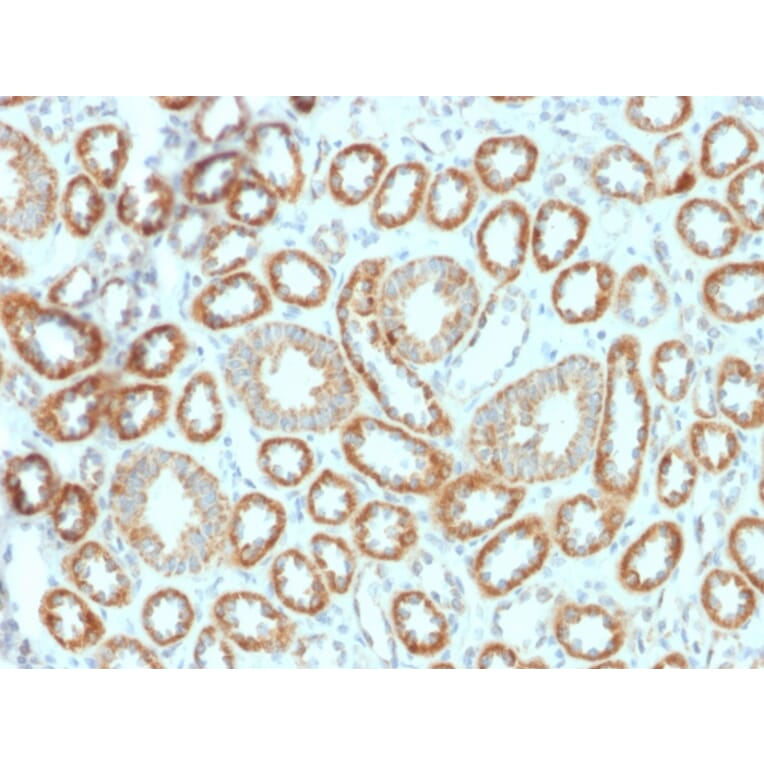 Immunohistochemistry - Anti-EPO Antibody [EPO/1367] (A248439) - Antibodies.com