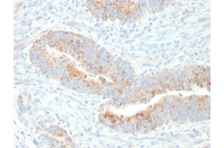 Immunohistochemistry - Anti-EPO Antibody [EPO/1367] (A248439) - Antibodies.com
