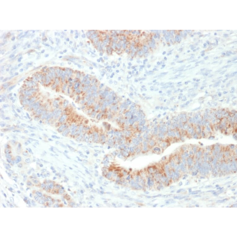 Immunohistochemistry - Anti-EPO Antibody [EPO/1367] (A248439) - Antibodies.com