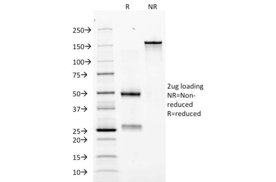SDS-PAGE - Anti-EPO Antibody [EPO/1368] (A248440) - Antibodies.com