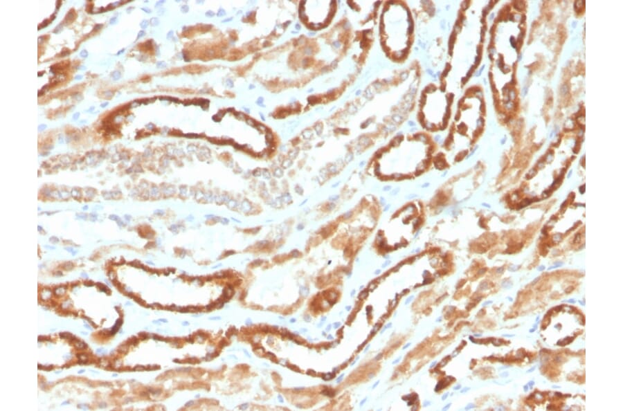 Immunohistochemistry - Anti-EPO Antibody [rEPO/1367] (A248440) - Antibodies.com