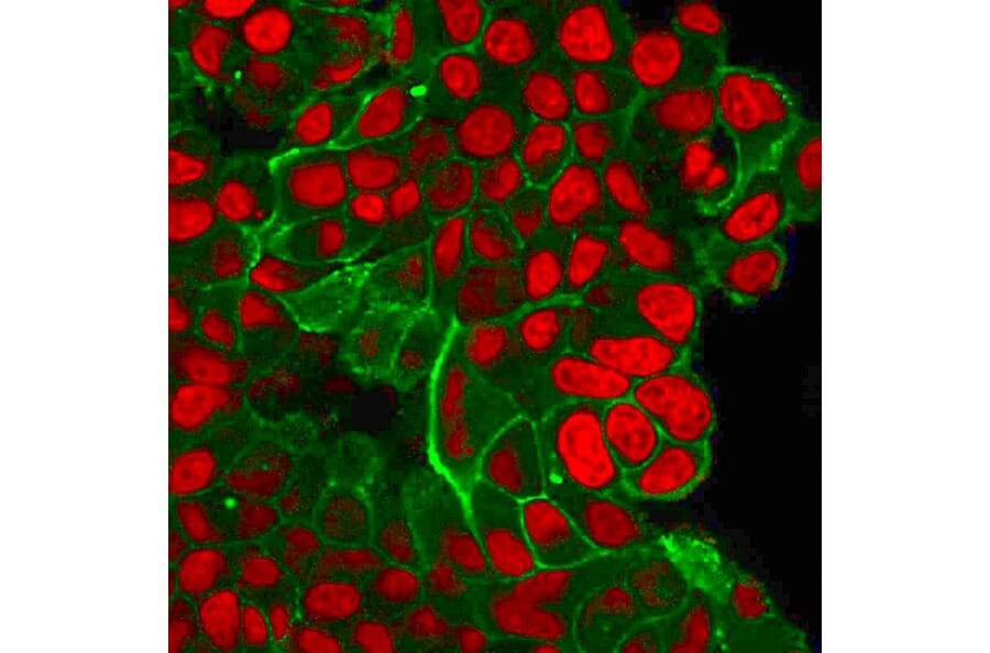 Flow Cytometry - Anti-HER2 Antibody [ERBB2/2452] (A248443) - Antibodies.com
