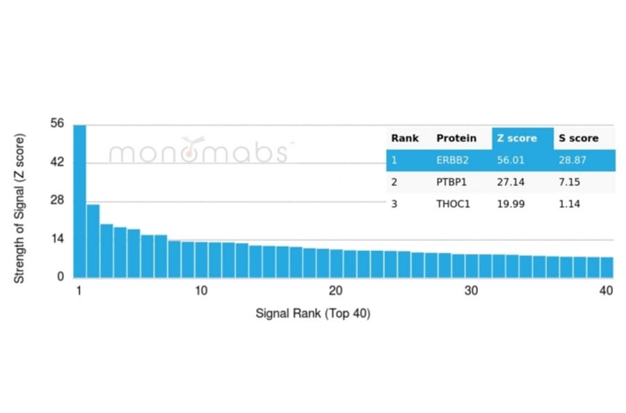 Protein Array - Anti-HER2 Antibody [ERBB2/4439] (A248458) - Antibodies.com