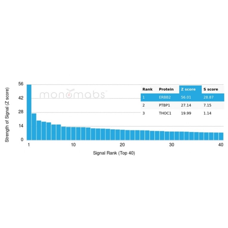 Protein Array - Anti-HER2 Antibody [ERBB2/4439] (A248458) - Antibodies.com