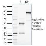 SDS-PAGE - Anti-HER4 Antibody [HFR-1] (A248461) - Antibodies.com