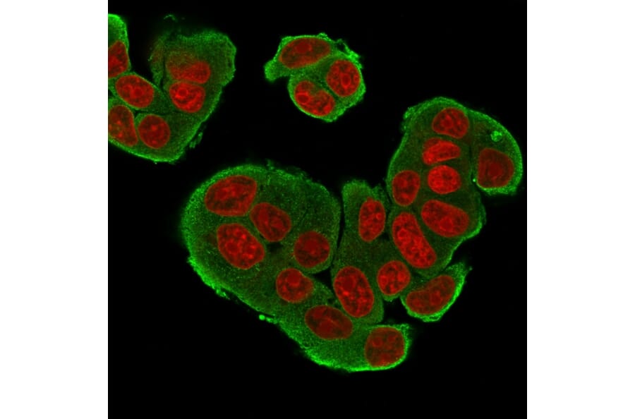 Immunofluorescence - Anti-HER4 Antibody [HFR-1] (A248461) - Antibodies.com