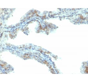 Immunohistochemistry - Anti-ERG Antibody [ERG/2107] (A248464) - Antibodies.com