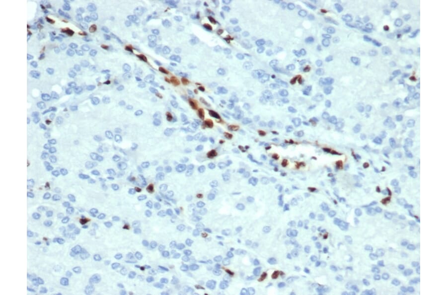 Immunohistochemistry - Anti-ERG Antibody [ERG/22R] (A248464) - Antibodies.com