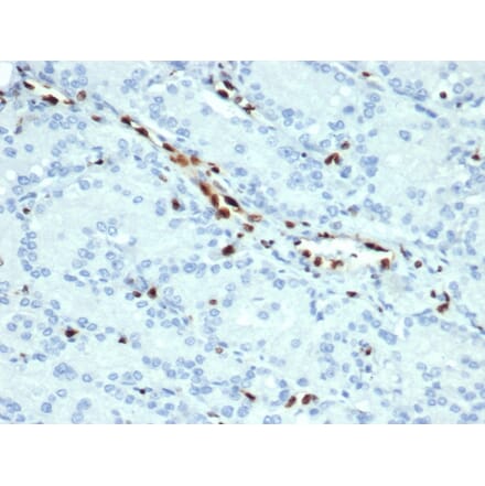 Immunohistochemistry - Anti-ERG Antibody [ERG/22R] (A248464) - Antibodies.com