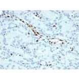 Immunohistochemistry - Anti-ERG Antibody [ERG/22R] (A248464) - Antibodies.com