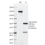 SDS-PAGE - Anti-AKT1 Antibody [AKT1/2491] (A248466) - Antibodies.com
