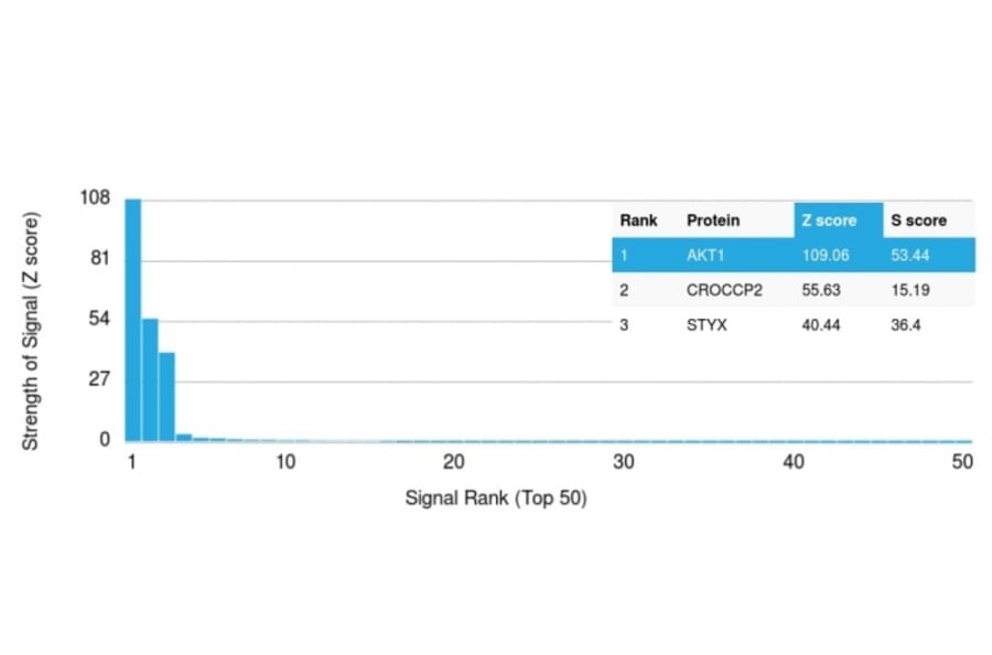 Protein Array - Anti-AKT1 Antibody [AKT1/2491] (A248465) - Antibodies.com