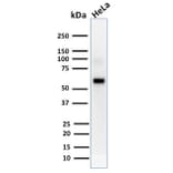 Western Blot - Anti-AKT1 Antibody [AKT1/2552] (A248467) - Antibodies.com