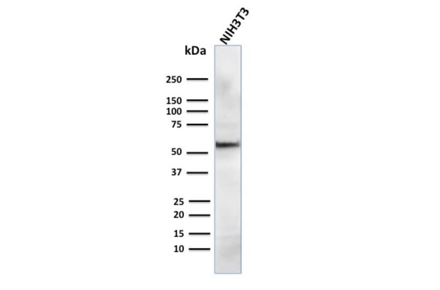Western Blot - Anti-AKT1 Antibody [AKT1/2784] (A248468) - Antibodies.com