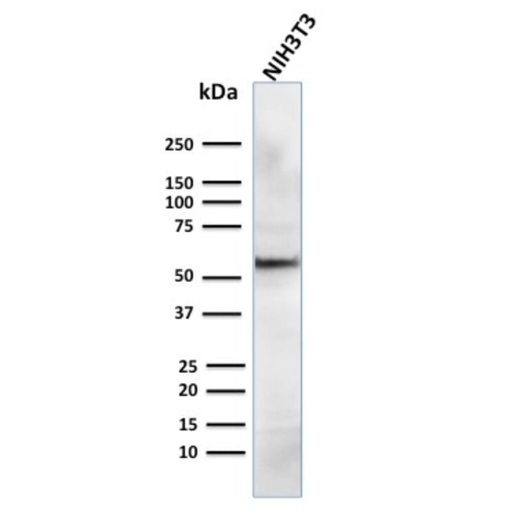 Western Blot - Anti-AKT1 Antibody [AKT1/2784] (A248468) - Antibodies.com