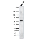 Western Blot - Anti-AKT1 Antibody [AKT1/2784] (A248468) - Antibodies.com