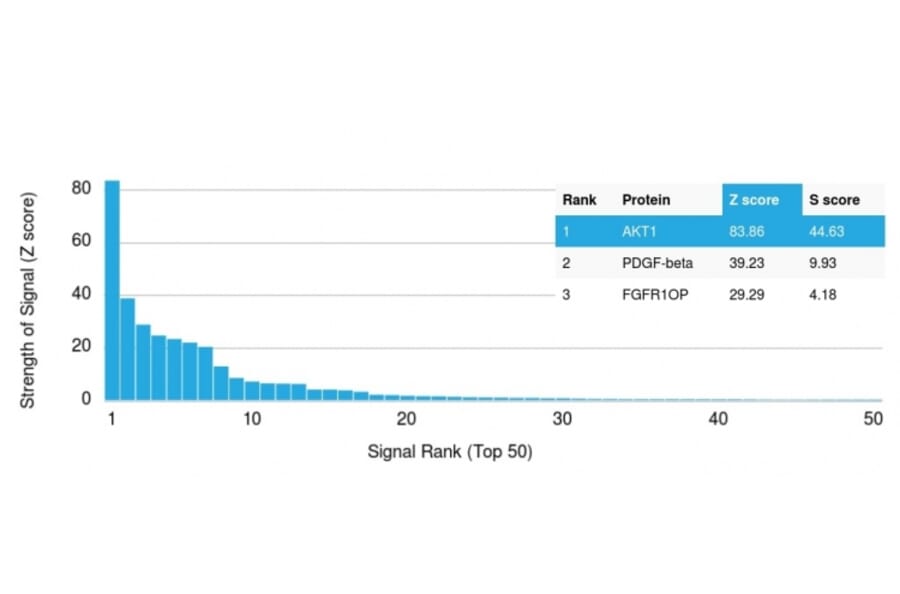 Protein Array - Anti-AKT1 Antibody [AKT1/2784] (A248467) - Antibodies.com