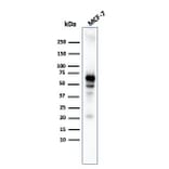 Western Blot - Anti-AKT1 Antibody [AKT1/3898R] (A248470) - Antibodies.com