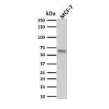 Western Blot - Anti-Estrogen Receptor alpha Antibody [ESR1/1904] (A248471) - Antibodies.com