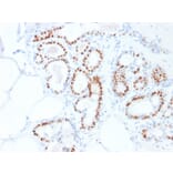 Immunohistochemistry - Anti-Estrogen Receptor alpha Antibody [ESR1/1935] (A248472) - Antibodies.com