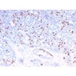 Immunohistochemistry - Anti-Estrogen Receptor alpha Antibody [ESR1/3373] (A248477) - Antibodies.com