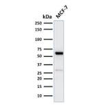 Western Blot - Anti-Estrogen Receptor alpha Antibody [ESR1/2299R] (A248486) - Antibodies.com