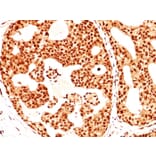 Immunohistochemistry - Anti-Estrogen Receptor beta 1 Antibody [ERb455] (A248490) - Antibodies.com
