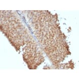 Immunohistochemistry - Anti-Estrogen Receptor beta 1 Antibody [ERb455] (A248490) - Antibodies.com