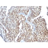 Immunohistochemistry - Anti-Estrogen Receptor beta 1 Antibody [ESR2/686] (A248491) - Antibodies.com