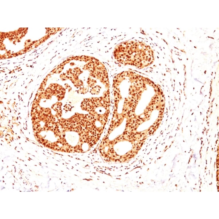 Immunohistochemistry - Anti-Estrogen Receptor beta 1 Antibody [ESR2/686] (A248491) - Antibodies.com